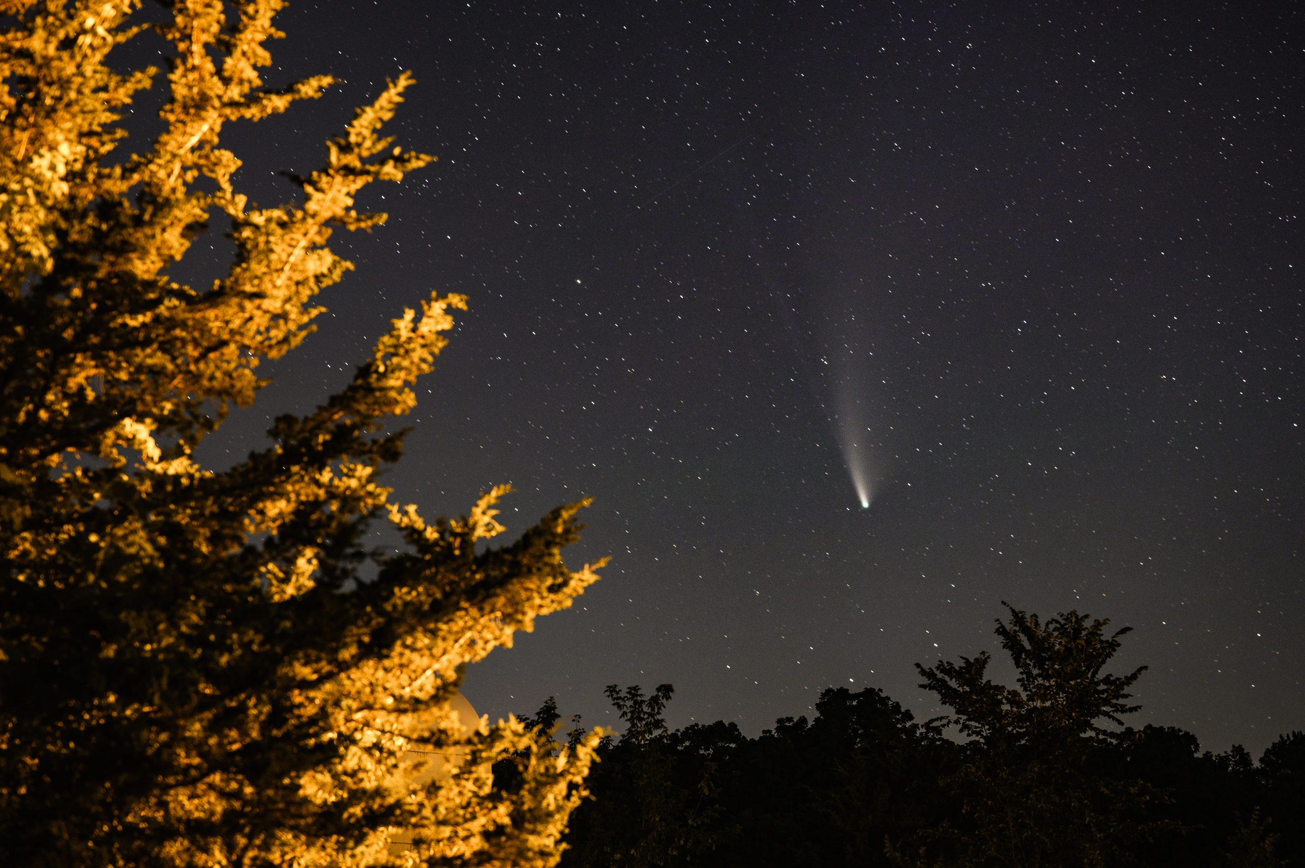 Photo of the night sky, stars, and an autumn tree.